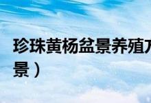 珍珠黃楊盆景養(yǎng)殖方法(怎樣養(yǎng)殖珍珠黃楊盆景)