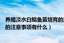 養(yǎng)殖淡水白鯧魚(yú)苗培育的注意事項(xiàng)（養(yǎng)殖淡水白鯧魚(yú)苗培育的注意事項(xiàng)有什么）