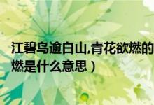 江碧鳥(niǎo)逾白山,青花欲燃的意思是什么（江碧鳥(niǎo)逾白山青花欲燃是什么意思）