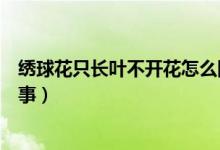 繡球花只長葉不開花怎么回事（繡球花只長葉不開花怎么回事）