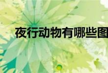 夜行動(dòng)物有哪些圖片（夜行動(dòng)物有哪些）