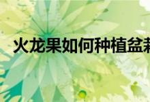 火龍果如何種植盆栽（火龍果盆栽怎么種）