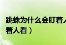 跳蛛為什么會(huì)盯著人看視頻（跳蛛為什么會(huì)盯著人看）