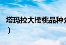 塔瑪拉大櫻桃品種介紹（介紹瑪拉大櫻桃品種）