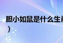 膽小如鼠是什么生肖?。懶∪缡笫鞘裁瓷ぃ?class=