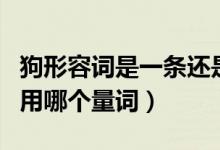 狗形容詞是一條還是一只（一條狗還是一只狗用哪個(gè)量詞）