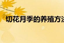 切花月季的養(yǎng)殖方法(怎么種植切花月季)