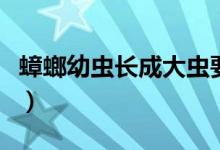 蟑螂幼蟲長成大蟲要多久（蟑螂幼蟲長什么樣）