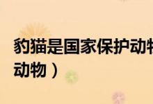 豹貓是國家保護(hù)動(dòng)物嗎（豹貓是國家?guī)准?jí)保護(hù)動(dòng)物）
