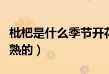 枇杷是什么季節(jié)開花結(jié)果（枇杷是什么季節(jié)成熟的）