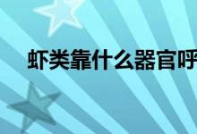 蝦類靠什么器官呼氣（蝦類靠什么呼吸）
