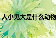 人小鬼大是什么動物（人小鬼大是什么意思）