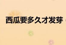 西瓜要多久才發(fā)芽（西瓜要多久才能成熟）