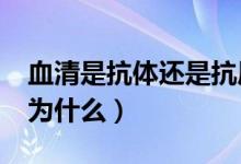 血清是抗體還是抗原?（血清是抗體還是抗原為什么）