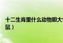 十二生肖里什么動物膽大包天（十二生肖里什么動物膽小如鼠）