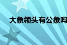 大象領(lǐng)頭有公象嗎（大象怎樣區(qū)別公母）