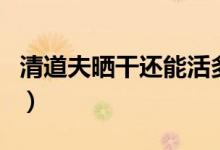 清道夫曬干還能活多久(清道夫曬干還能活嗎)