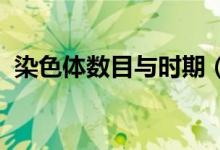 染色體數(shù)目與時期（rst什么意思汽車導(dǎo)航）