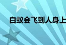 白蟻會飛到人身上嗎（白蟻會飛叫什么）