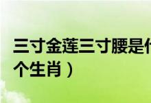 三寸金蓮三寸腰是什么生肖（三寸金蓮是指哪個(gè)生肖）