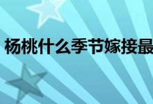 楊桃什么季節(jié)嫁接最好（楊桃什么季節(jié)成熟）