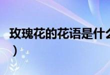 玫瑰花的花語是什么意思（玫瑰花有什么寓意）