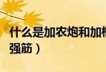 什么是加農(nóng)炮和加榴炮有什么區(qū)別（什么是加強(qiáng)筋）