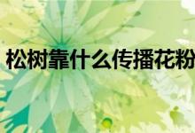 松樹靠什么傳播花粉（松樹靠什么傳播種子）