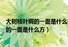 大樹枝葉稠的一面是什么枝葉稀的一面是什么（大樹枝葉稠的一面是什么方）