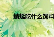 蜻蜓吃什么飼料（蜻蜓吃什么蟲子）