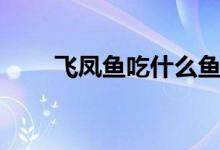 飛鳳魚(yú)吃什么魚(yú)食（飛鳳魚(yú)吃什么）
