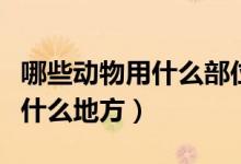 哪些動物用什么部位排汗（各種動物的排汗在什么地方）