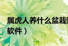 屬虎人養(yǎng)什么盆栽財運好（社會人用什么p圖軟件）