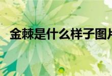 金棘是什么樣子圖片（金棘是什么樣子的）