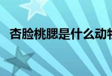 杏臉桃腮是什么動(dòng)物（杏臉桃腮是猴子嗎）