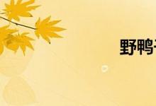 野鴨子怎么抓