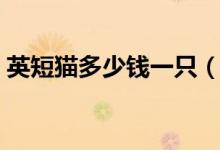 英短貓多少錢一只（英短貓一只大概多少錢）