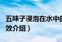 五味子浸泡在水中的功效（五味子泡水喝的功效介紹）