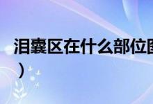 淚囊區(qū)在什么部位圖解（淚囊區(qū)在什么部位圖）