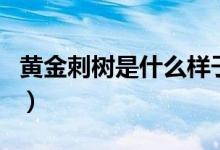 黃金刺樹是什么樣子的（黃金刺樹是什么樣的）
