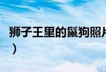 獅子王里的鬣狗照片（獅子王里的鬣狗怎么念）