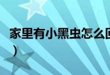家里有小黑蟲怎么回事（為什么家里有小黑蟲）
