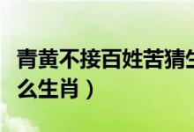 青黃不接百姓苦猜生肖（青黃不接民困苦是什么生肖）