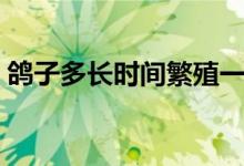 鴿子多長時間繁殖一窩（鴿子多長時間繁殖）