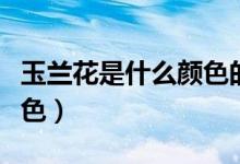 玉蘭花是什么顏色的排比句（玉蘭花是什么顏色）