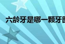六齡牙是哪一顆牙圖片（六齡牙是哪一顆）