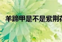 羊蹄甲是不是紫荊花（羊蹄甲是紫荊花嗎）
