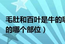 毛肚和百葉是牛的哪個(gè)部位（毛肚和百葉是牛的哪個(gè)部位）