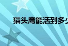 貓頭鷹能活到多少歲（貓頭鷹能養(yǎng)嗎）