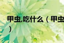甲蟲(chóng),吃什么（甲蟲(chóng)吃什么 甲蟲(chóng)的食物是什么）